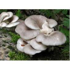 Мицелий Вешенки рожковидной / Вешенка обильная (Pleurotus cornucopiae) Мицелий Вешенки рожковидной / Вешенка обильная (Pleurotus cornucopiae)